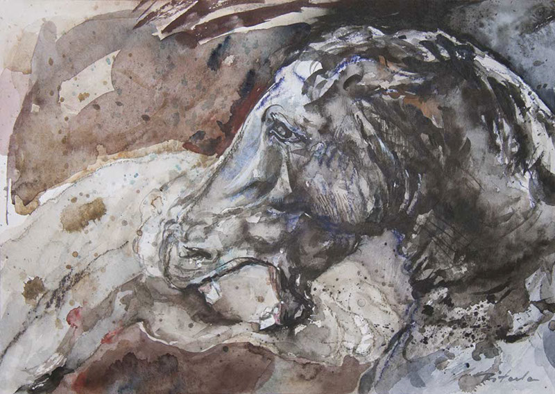 31 Władysław Pitala, Horse head, akwarela