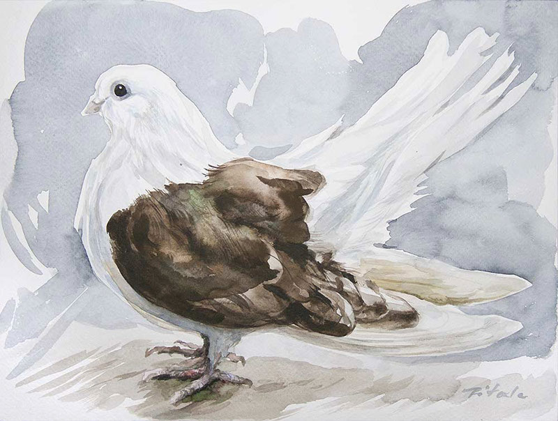 43 Władysław Pitala, Pigeon, akwarela