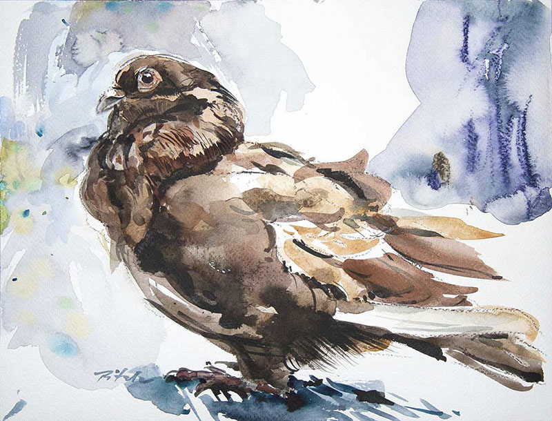 42 Władysław Pitala, Pigeon, akwarela