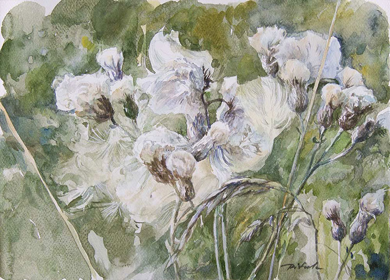 55 Władysław Pitala, Thistles, akwarela