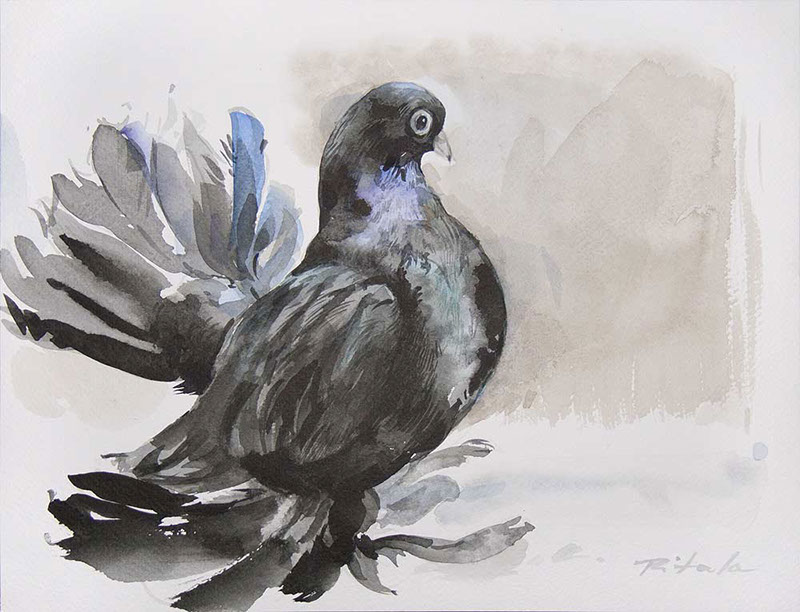44 Władysław Pitala, Pigeon, akwarela